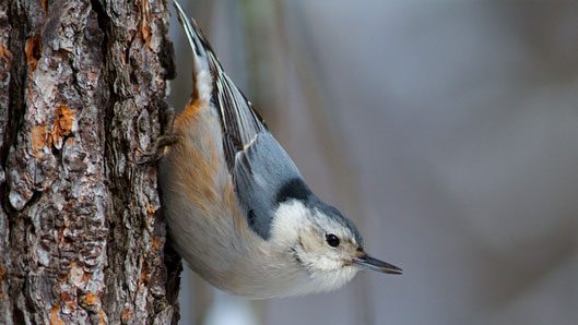 white-breasted nuthatch by Adam Bender
