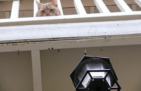 cat hiding near bird feeder