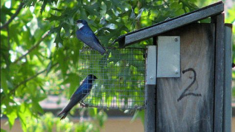 predator guard on Tree Swallow nest box by Ash