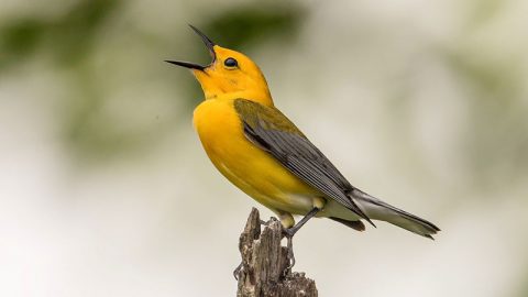singing prothonotary warbler