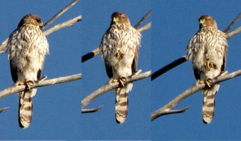 young Cooper's Hawk standing on one foot
