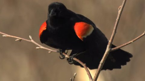 male red-winged blackbird display