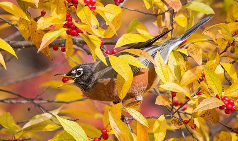 american robin with berries