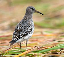 Rock Sandpipers were seen exclusively on mudflats.