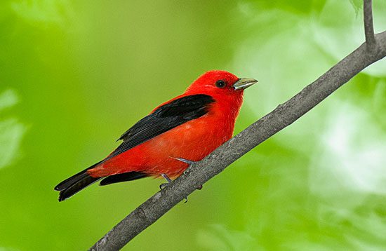 Scarlet Tanager is one species that benefits from shade-grown coffee practices.