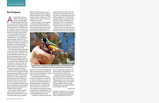 Gouldian Finches are nearing extinction in the wilddue to their popularity as pets