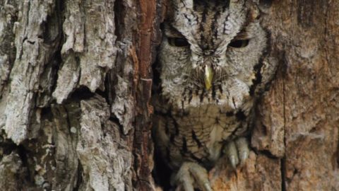 eastern screech-owl camouflaged against tree bark