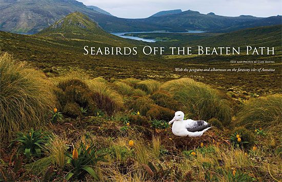 seabirds on New Zealand's coastal islands