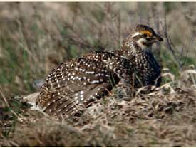 Sharp-tailed Grouse