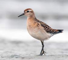 Though godwits remained out of camera range, juvenile Sharp-tailed Sandpipers were common in the tundra and mud.