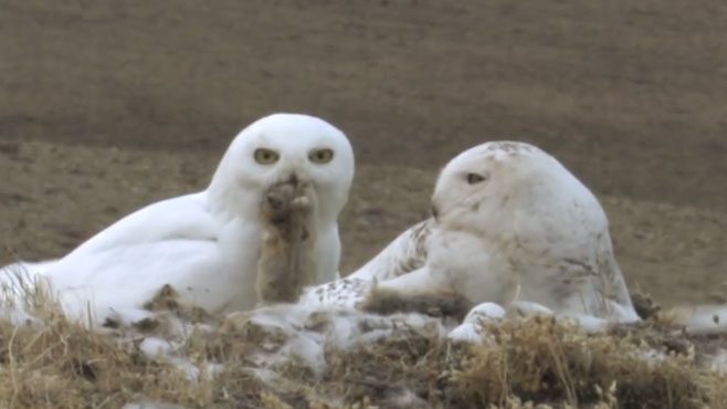 snowy owls at nest with lemming