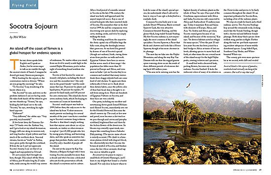 endemic birds of Socotra Island in Yemen