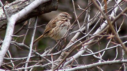 song sparrow by doug mcabee