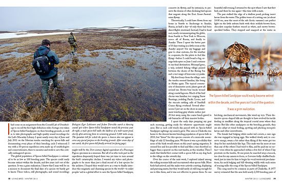 Last of their kind: Spoon-billed Sandpipers in eastern Russia