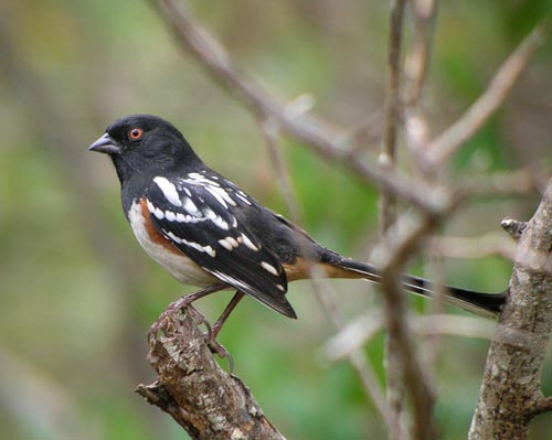 spotted towhee digiscoped
