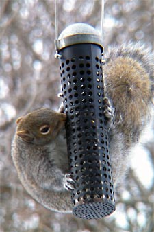A Gray squirrel enjoys some birdseed at a feeder.