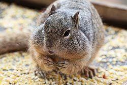 gray squirrel at bird feeder