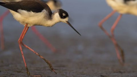 black-necked stilts shorebirds feeding on mudflats louisiana