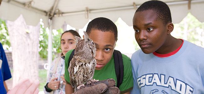 students view owl at a celebrate urban birds event