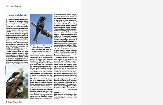 Habits of Fork-tailed Drongos
