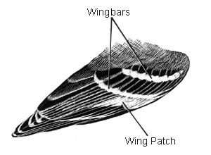 field marks of the wing