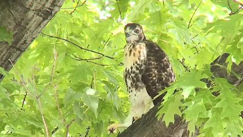 First chick to fledge from 2012 Hawk Cam