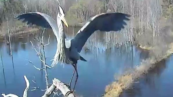 Great Blue Heron at Bird Cam nest