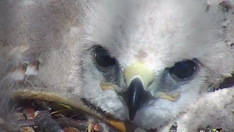 Red-tailed Hawk chick, 2012 Hawk Cam