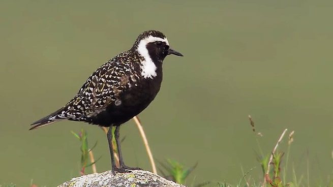 American Golden Plover