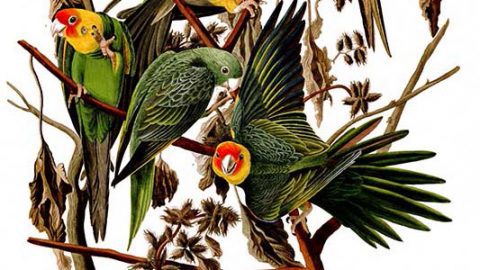 Carolina Parakeets by Audubon