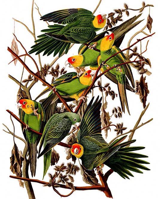 Carolina Parakeets by John James Audubon