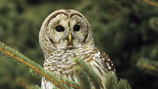 Barred Owl