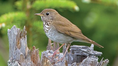 A Bicknell's Thrush photographed in the Adirondacks. Photo by Jeff Nadler.