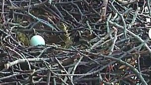 Big Red's first egg of 2013 on Bird Cams
