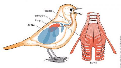 For Teachers: Anatomy of Bird Song Slides