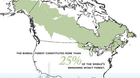 Boreal Forest conservation map