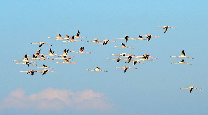 A flock of Greater Flamingoes flies over the Tagus Estuary, one of the most important wetlands in Europe, and only a 20-minute drive from Lisbon Airport.