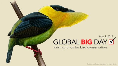 Global Big Day poster, illustration of a Golden-collared Manakin by Luke Seitz