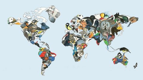 Global Big Day map, Illustration by Luke Seitz.