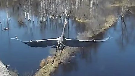 Great Blue Heron flying up to Bird Cam