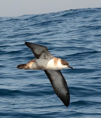 A close-up flyby by Great Shearwater.