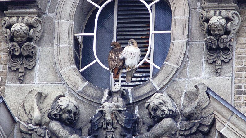 Red-tailed Hawks in NYC. Photo by Lincoln Karim