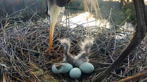 Great Blue Heron nest with two chicks, from Bird Cam