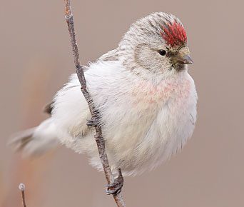 How does the tiny seedeater Hoary Redpoll survive at minus 30 or 40 degrees Fahrenheit, when the Arctic wind is raging? Photo by Brian Small.