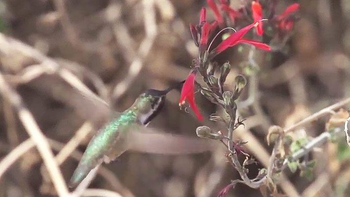 Hummingbird at flower