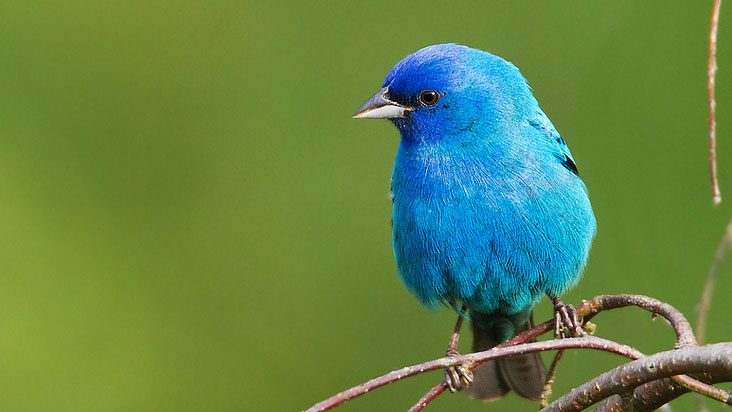 Indigo Bunting male