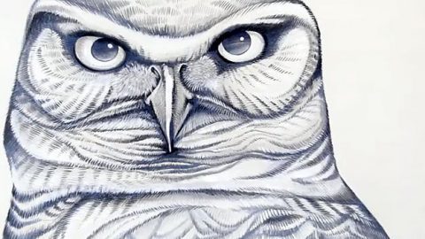 Owl drawing by artist Jane Kim for Cornell Lab mural