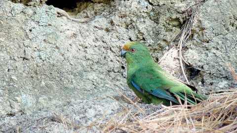 Malherbe's Parakeet is one of New Zealand's endangered birds supported by conservation efforts. Photo by Luis Ortiz-Catedral.