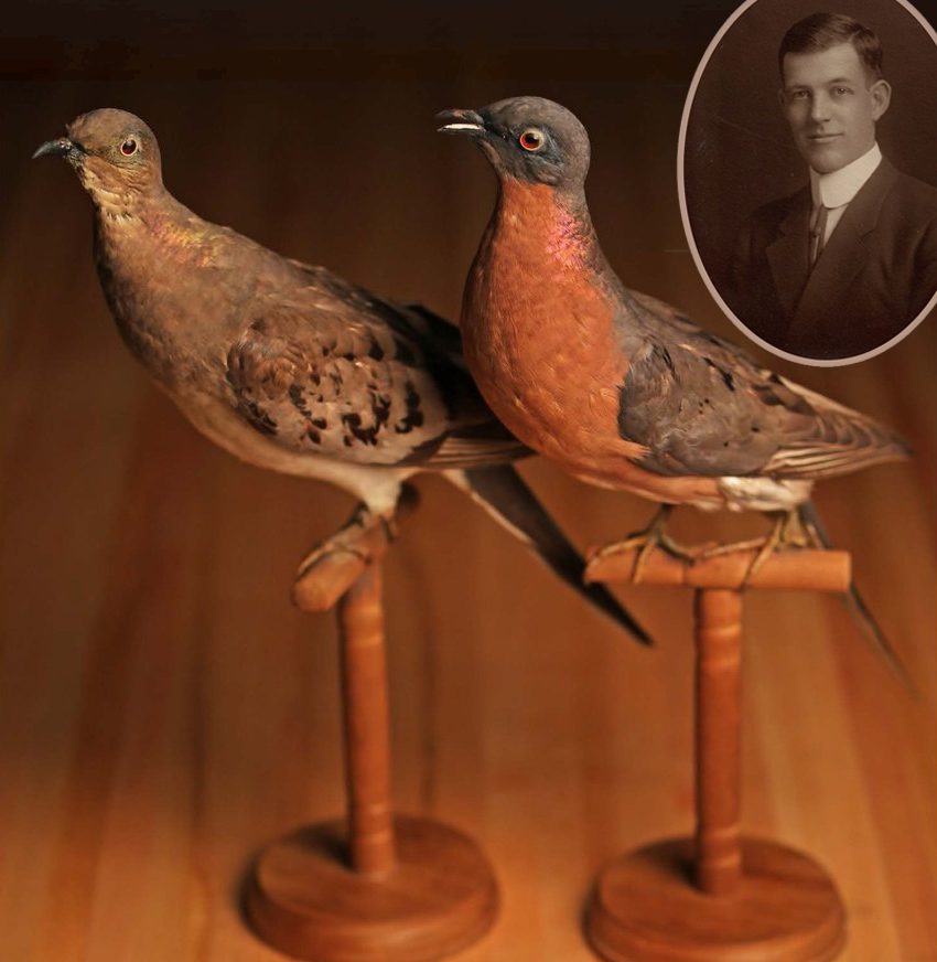 Arlie William (Bill) Schorger and passenger Pigeon specimens