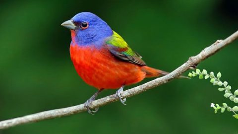 Male Painted Bunting in his spectacular plumage by Tim Hopwood